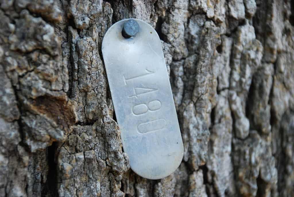 Rusty dog tag engraved with "RA8" attached to tree bark in Javea Spain.