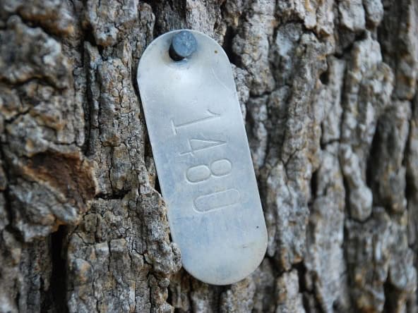 Rusty dog tag engraved with "RA8" attached to tree bark in Javea Spain.