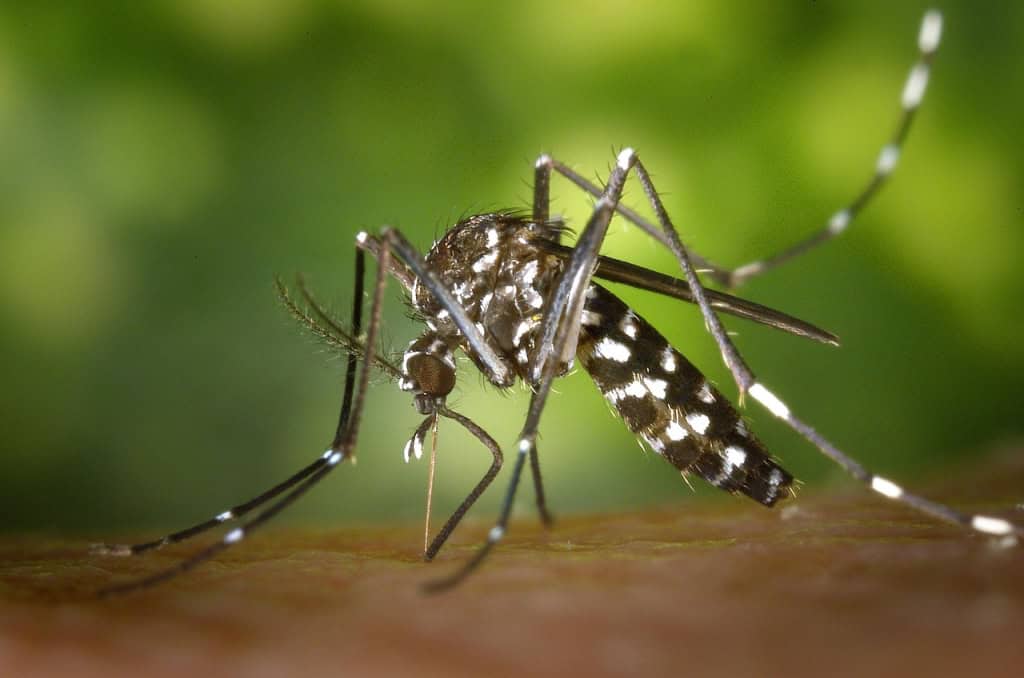 Mosquito biting a person in Javea, pest control, mosquito prevention, tropical insect, A Place in Javea.