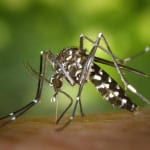 Mosquito biting a person in Javea, pest control, mosquito prevention, tropical insect, A Place in Javea.