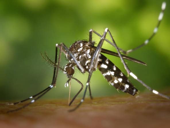 Mosquito biting a person in Javea, pest control, mosquito prevention, tropical insect, A Place in Javea.
