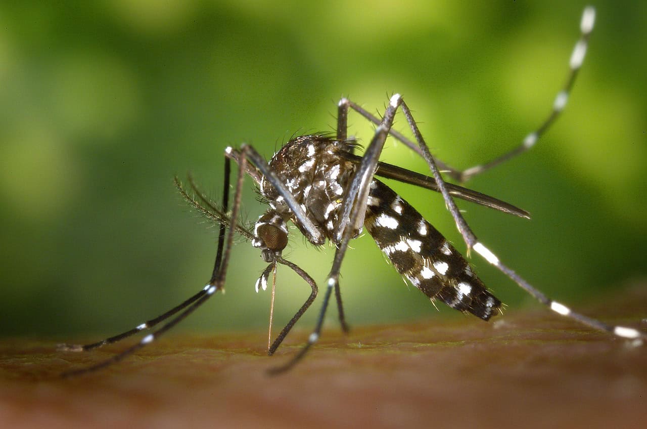 Mosquito biting a person in Javea, pest control, mosquito prevention, tropical insect, A Place in Javea.